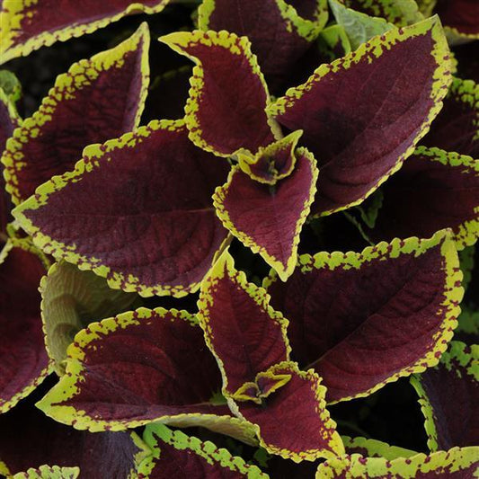 Coleus Seeds Coleus Kong Jr.™ Scarlet Pelleted Seeds