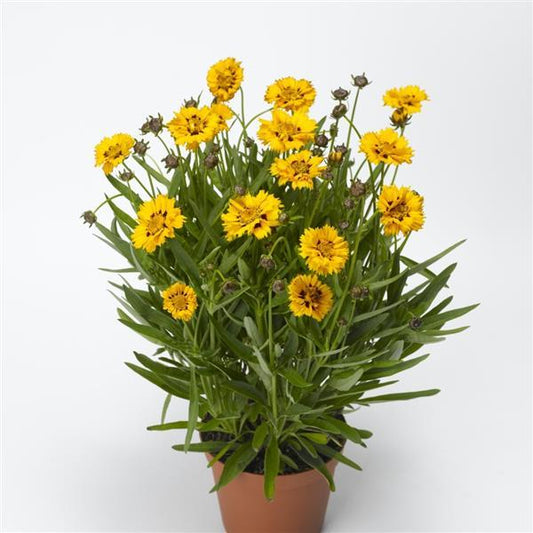 1,000 Coreopsis Seeds Andiamo Yellow Red Perennial Seeds