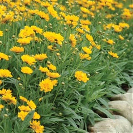 1,000 Coreopsis Seeds Coreopsis Early Sunrise Perennial Seeds