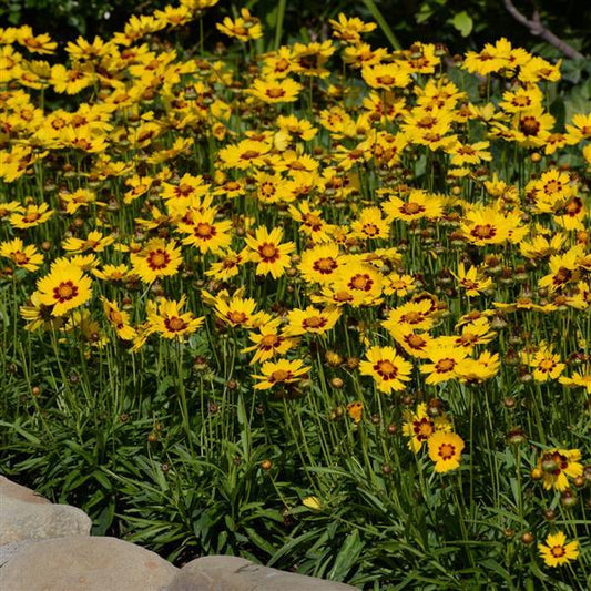 1,000 Coreopsis Seeds Coreopsis SunKiss Perennial Seeds