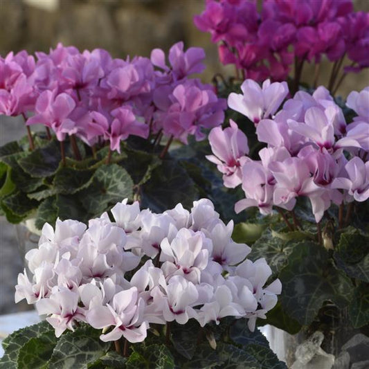 Cyclamen Seeds Cyclamen Petit Moulin