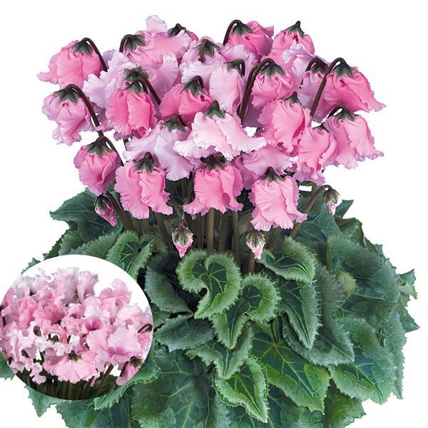 Cyclamen Seeds Halios® Select Falbala Rose