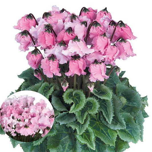 Cyclamen Seeds Halios® Select Falbala Rose