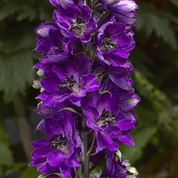 1,000 Delphinium Seeds Delphina Dark Blue Black Bee