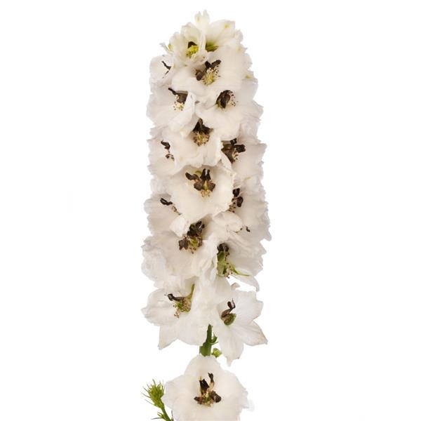 1,000 Delphinium Seeds Delphina White Black Bee