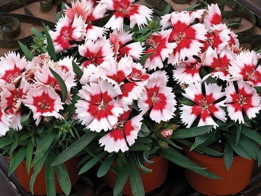 Dianthus Seeds Dianthus Super Parfait Red Peppermint 1,000 Pelleted Seeds