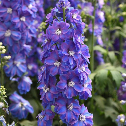Delphinium Seeds Guardian Blue Cut Flower