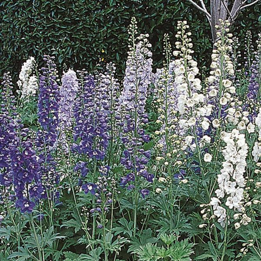 Delphinium Seeds Guardian Mix Cut Flower