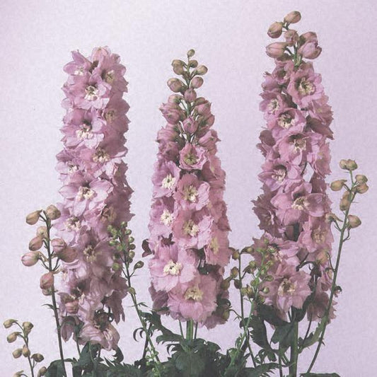 1,000 Delphinium Seeds Magic Fountains Cherry Blossom White Bee