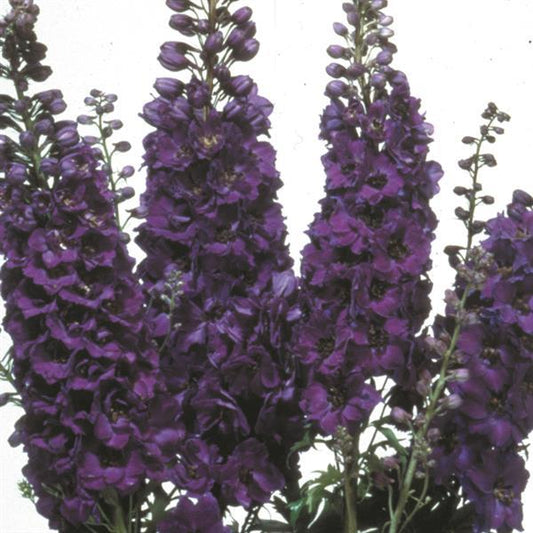 1,000 Delphinium Seeds Magic Fountain Dark Blue Dark Bee