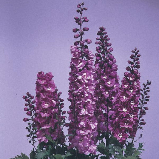 Delphinium Pixie Rockets Buy Delphinium Seeds | Grow Delphinium From Seed | Bulk Delphinium ...