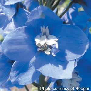 1,000 Delphinium Seeds Magic Fountains Mid Blue White Bee
