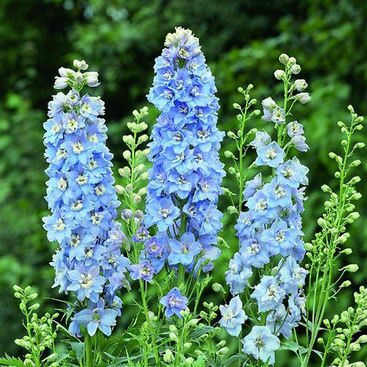 1,000 Delphinium Seeds Magic Fountains Sky Blue White Bee