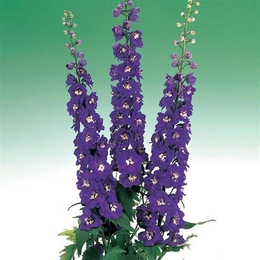 Delphinium Seeds Aurora Deep Purple Flower Seeds