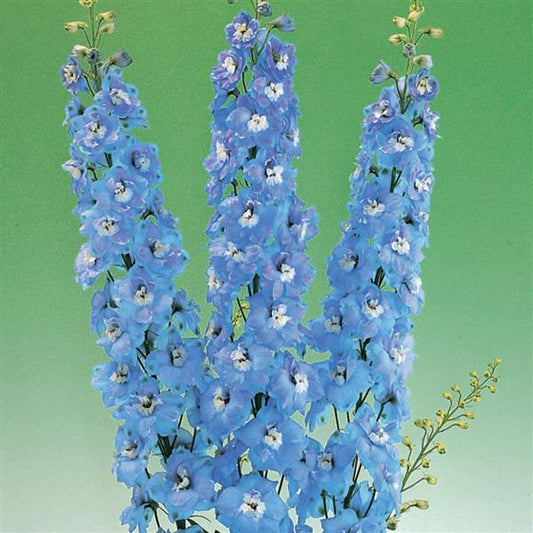 Delphinium Seeds Aurora Light Blue Flower Seeds