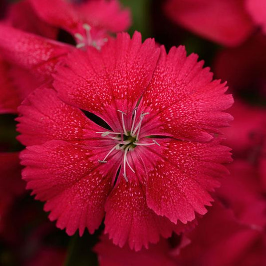 Dianthus Seeds Dianthus Floral Lace™ Cherry 1,000 Pelleted Seeds