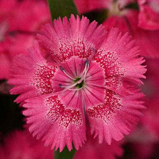 Dianthus Seeds Dianthus Floral Lace™ True Rose 1,000 Pelleted Seeds