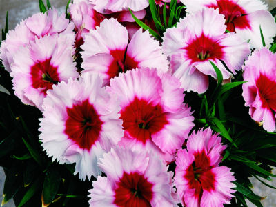 Dianthus Seeds Dianthus Super Parfait Strawberry 1,000 Pelleted Seeds