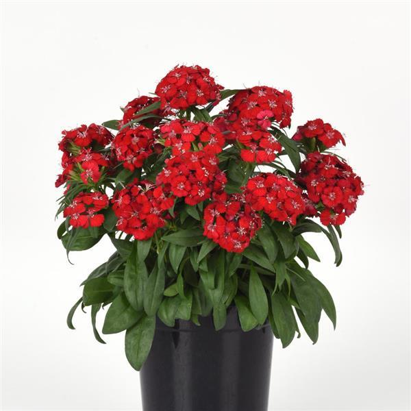 Dianthus Seeds Dianthus Dart™ Scarlet Pelleted Seeds