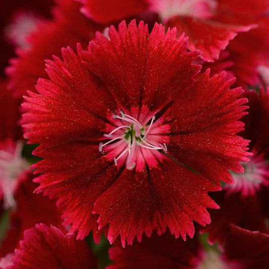 Dianthus Seeds Dianthus Floral Lace™ Crimson 1,000 Pelleted Seeds
