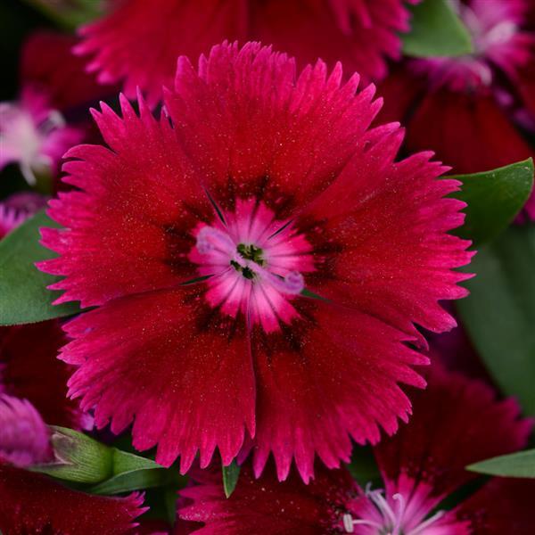 Dianthus Seeds Dianthus Floral Lace™ Purple 1,000 Pelleted Seeds