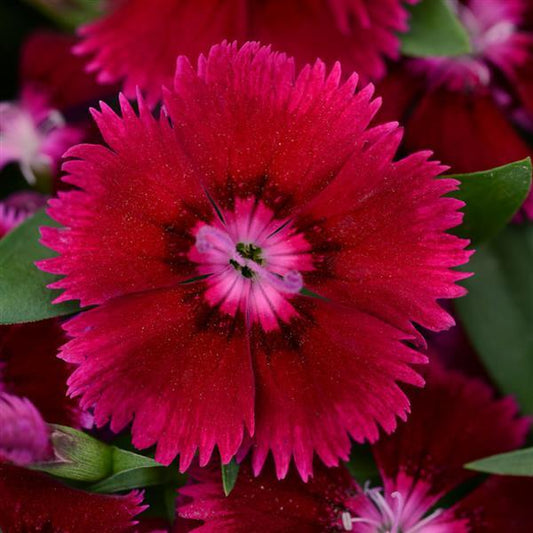Dianthus Seeds Dianthus Floral Lace™ Purple 1,000 Pelleted Seeds