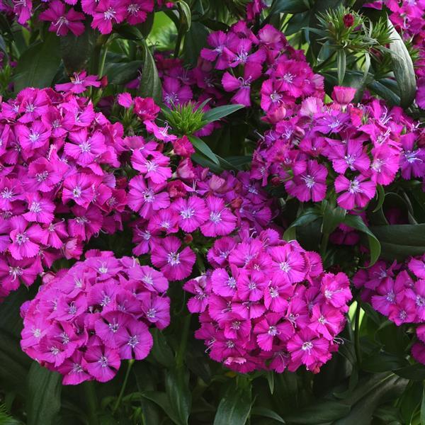 Dianthus Seeds Dianthus Jolt™ Purple Pelleted Seeds