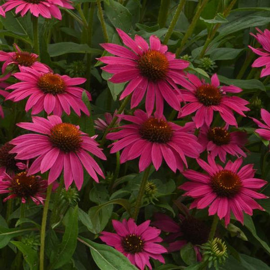 Echinacea Seeds Echinacea Artisan ™ Collection Brilliant Rose
