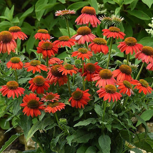 Echinacea Seeds Echinacea Artisan™ Collection Red Ombre