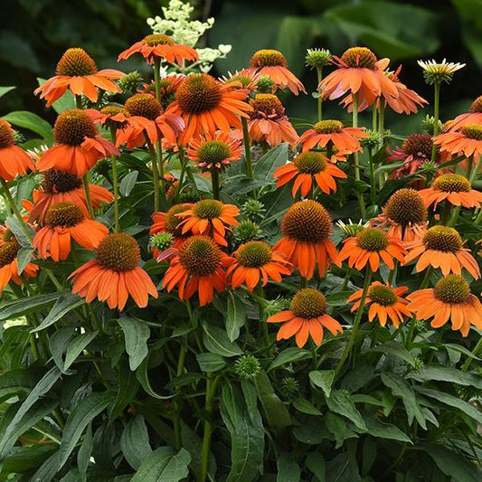 Echinacea Seeds Echinacea Artisan™ Collection Soft Orange