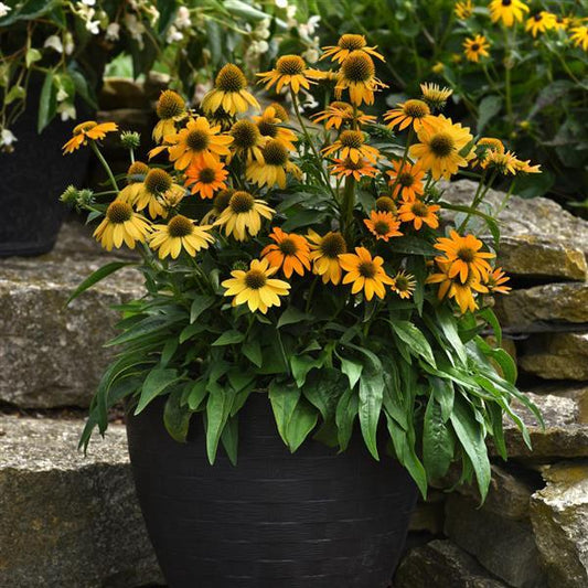 Echinacea Seeds Echinacea Artisan ™ Collection Yellow Ombre