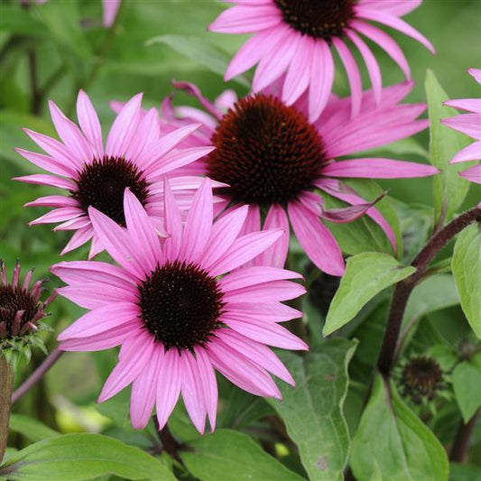 Echinacea Seeds Echinacea Feeling Pink Coneflower