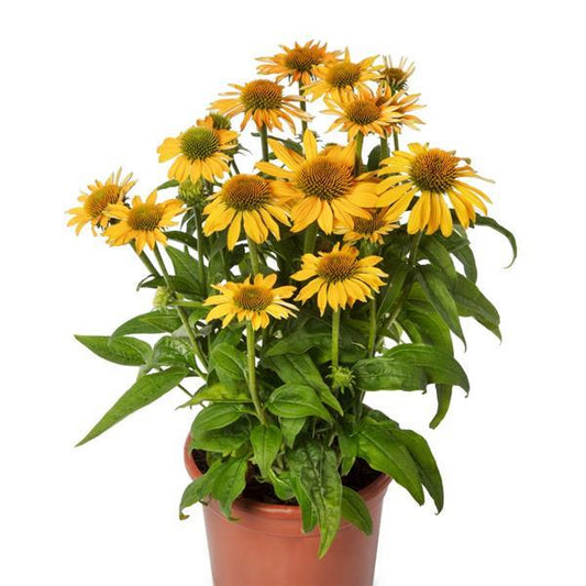 Echinacea Seeds Prairie Blaze Golden Yellow Coneflower