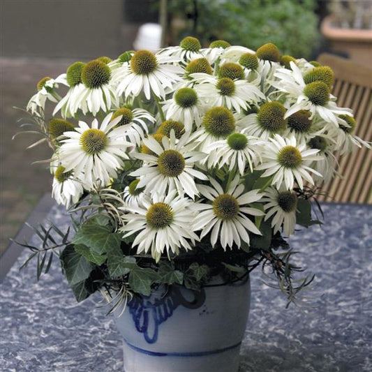 Echinacea Seeds Primadonna White ApeX Coneflower 1,000 Seeds
