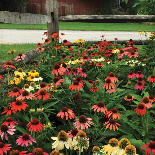 Echinacea Seeds Echinacea Cheyenne Spirt Coneflower