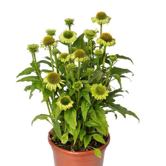 Echinacea Seeds Prairie Blaze Green Coneflower
