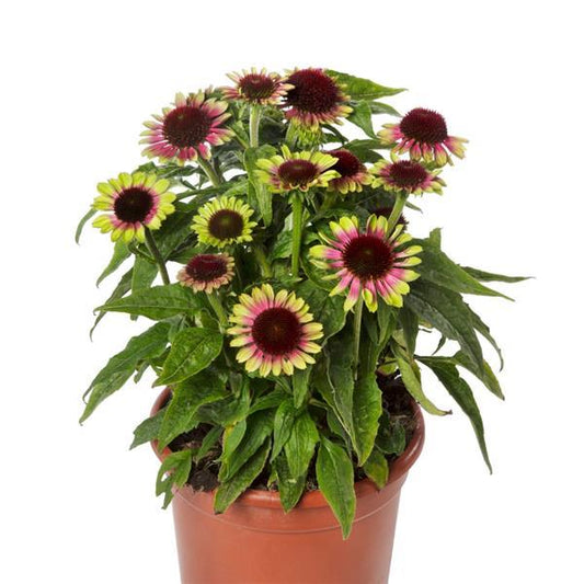 Echinacea Seeds Prairie Blaze Vintage Lime Coneflower