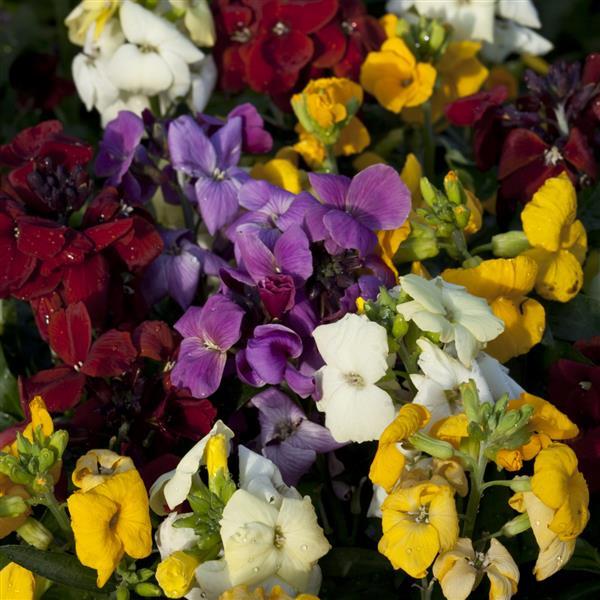 Erysimum Seeds Sugar Rush Mix Wallflower Seeds
