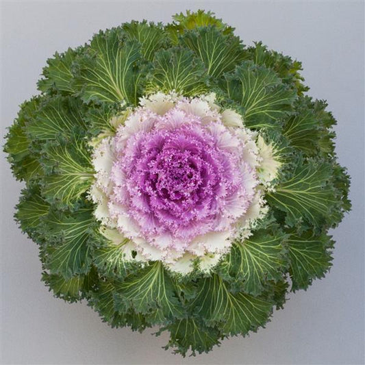 Flowering Kale Seeds Bright And Early Bicolor 1,000 Seeds