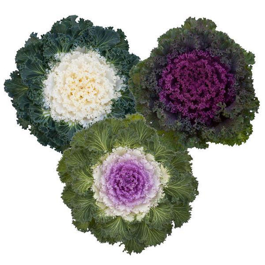 Flowering Kale Seeds Bright And Early Mix 1,000 Seeds
