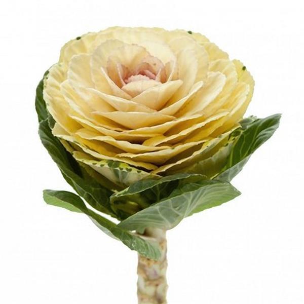 Flowering Kale Seeds Flowering Kale Empire Alexander 1,000 Seeds