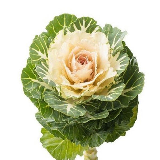 kale flower seeds Flowering Kale Seeds Flowering Kale Empire Arina 1,000 Seeds – Buy Bulk Seeds