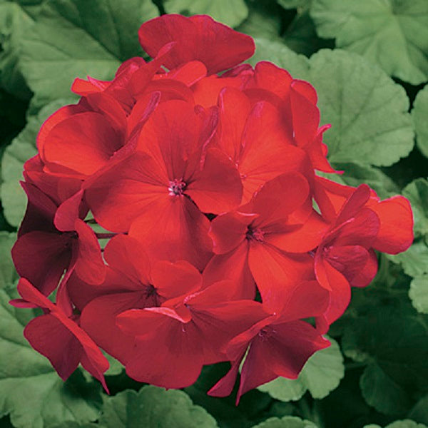 Geranium Ringo Geranium Seeds Geranium Ringo 2000 Cardinal – Buy Bulk Seeds