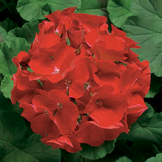 Geranium Seeds Geranium Ringo 2000 Deep Scarlet