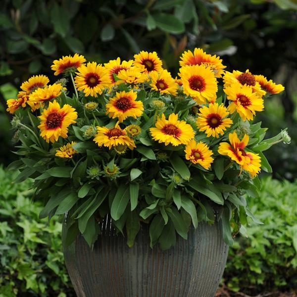 Gaillardia Seeds Gaillardia Mesa™ Bright Bicolor 1,000 Seeds