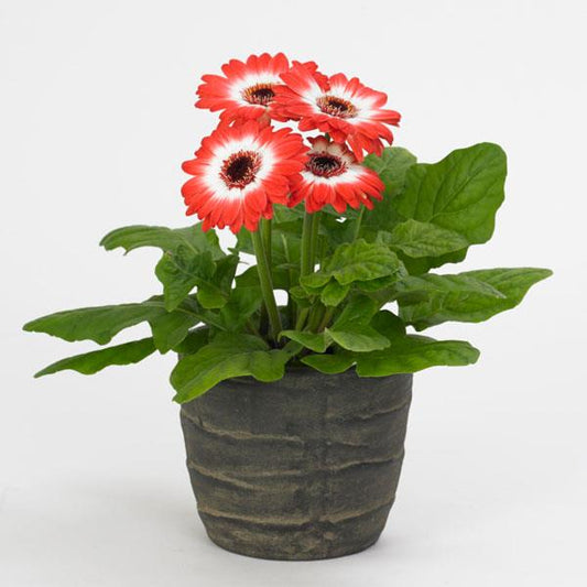 Gerbera Seeds Gerbera Revolution ™ Bicolor Red White