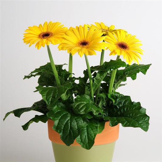 Gerbera Seeds Gerbera Revolution ™ Golden Yellow Dark Eye