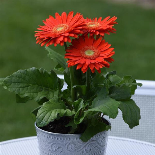 Gerbera Seeds Gerbera Revolution ™ Orange Light Eye