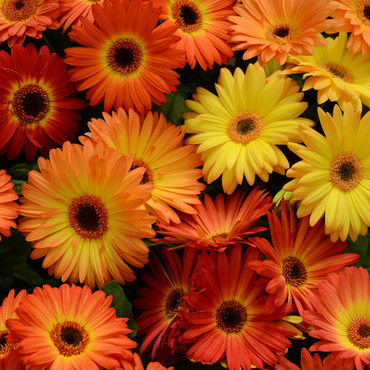 Gerbera Seeds Gerbera Revolution ™ Bicolor Yellow Orange Dark Eye