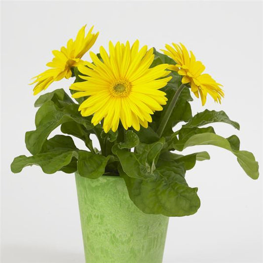 Gerbera Seeds Gerbera Revolution ™ Yellow Light Eye